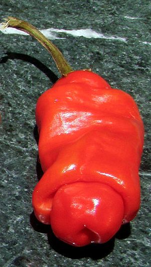 1280px-Peter_pepper,Capsicum_annuum_var._annuum_1.jpg