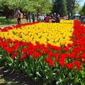 Morges - tulipánfesztivál
