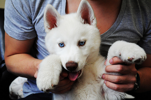 animal-blue-boy-cute-dog-Favim.com-319668.jpg