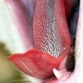 Miért érdes a macskánk nyelve?