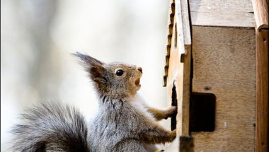 Squirrel houses or feeder