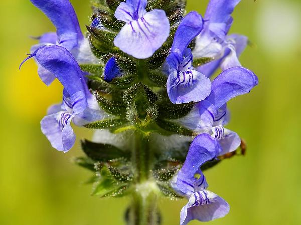 salvia_verbenaca_flower_spike_600.jpg