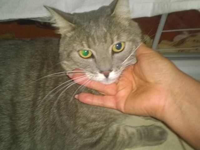 Muki gazdit keres!