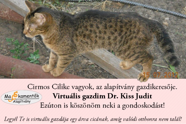 Virtuális gazda Cirmos Cili_k.jpg