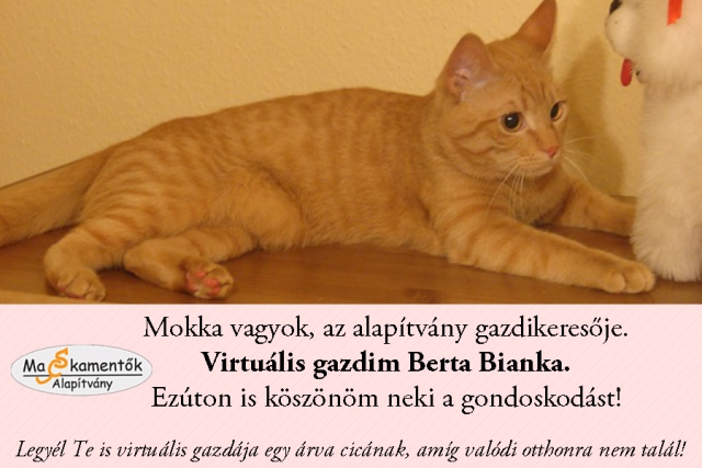 Virtuális gazda Mokka.jpg