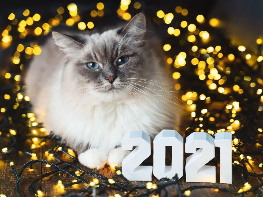 happy-new-year-2021-cat-pic.jpg