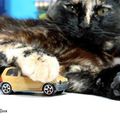 A Renault szereti a cicákat