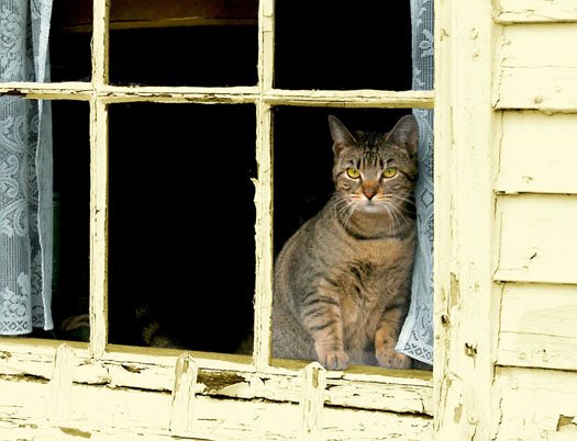macska az ablakban.jpg