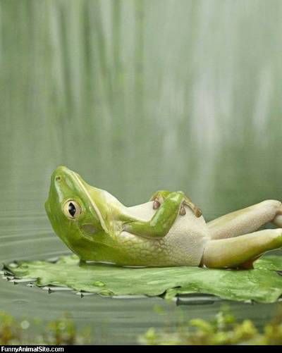 frog-chillout.jpg