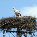 Megérkeztek az első gólyák Kiskunfélegyházára