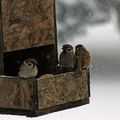 Havazás idején benépesül a madáretetők környéke