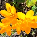 Crocus