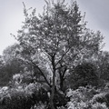 Young Oak Tree