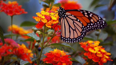 The man who is blind to the beauties of Nature