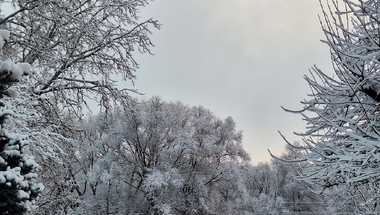 Winter Morning