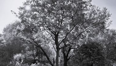 Young Oak Tree