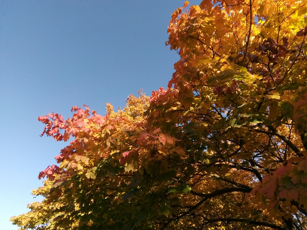 autumn_kerepes_60_nemeth_gyorgy_foto.jpg