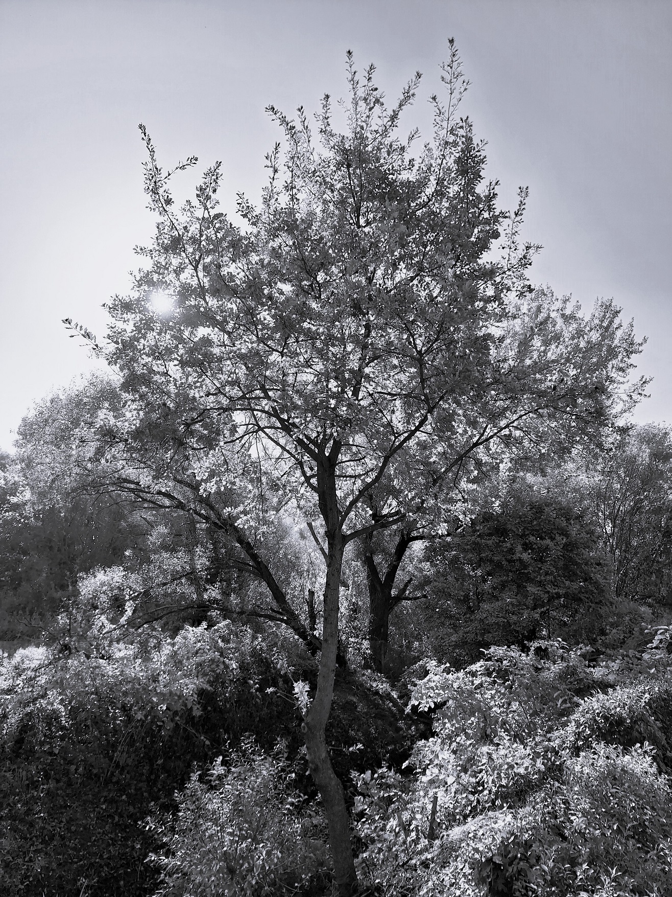 nemeth_gyorgy_foto_young_oak_tree.jpg