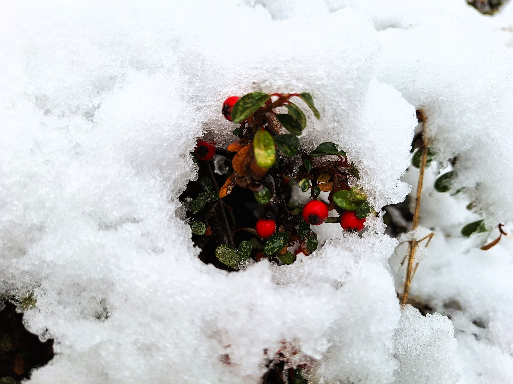 nemeth_gyorgy_winter_still_life.jpg