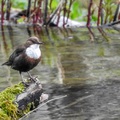 A Plitvicei-tavak madárvilágának nyomában