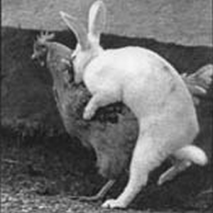 538354_chicken-rabbit-sex_183.png