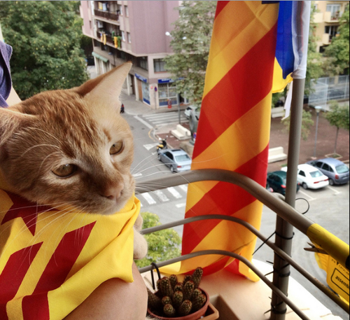 gato-con-senyera.png