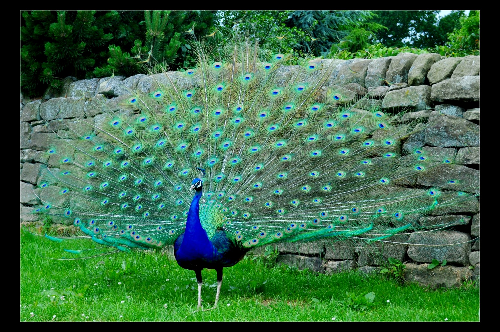 Proud_Peacock_by_UKTara.jpg
