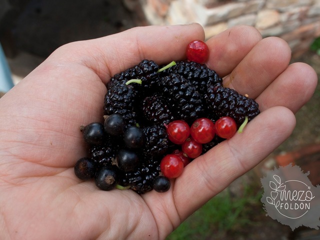 Bogyós gyümölcsök és évelők szaporítása