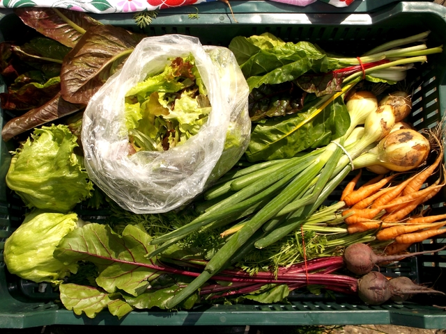 Tájfajták tabuk nélkül – avagy hogy kerül a különc helybeli saláta a zöldségdobozba?