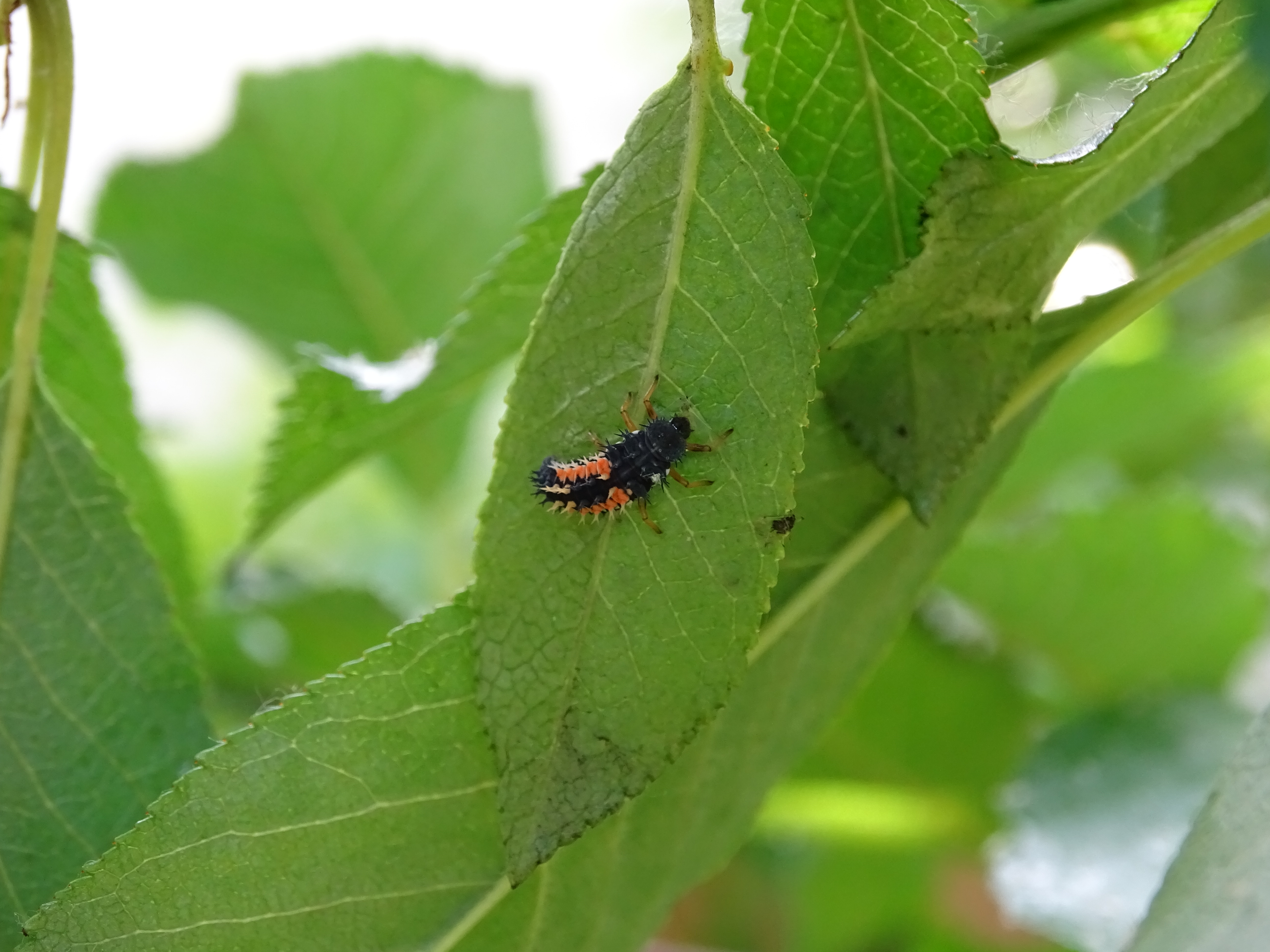 dsc04044.JPG