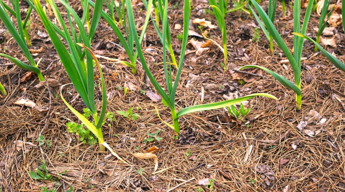 pine_mulch_epic.jpeg