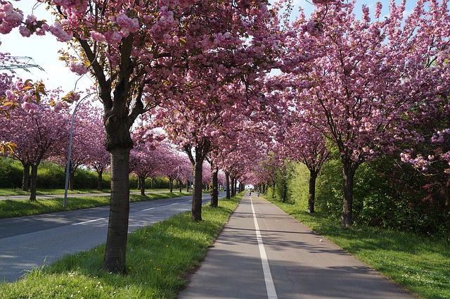 cherry-blossom-140716_640.jpg
