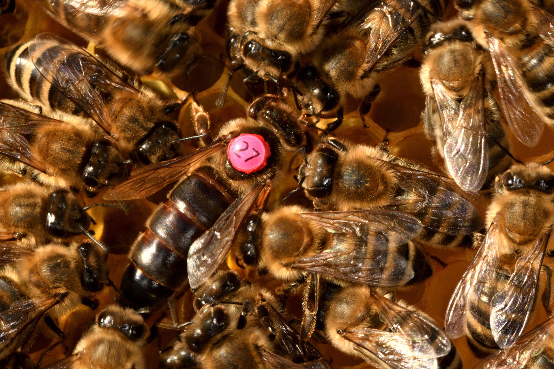 queen-bee-5476250_1920.jpg