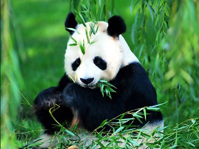 bambusz-panda.JPG