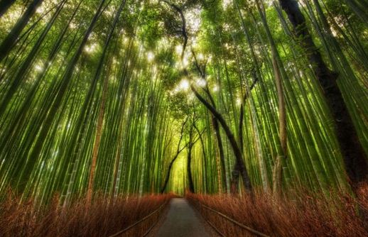 bambusz-ultetese.JPG