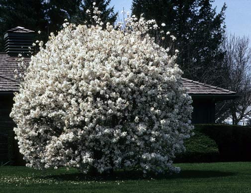 csillagviragu-magnolia.jpg