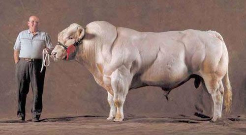 belgian-blue-cow.jpg