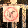 Budapesti anzix – Ne szarasd a kutyádat ide!