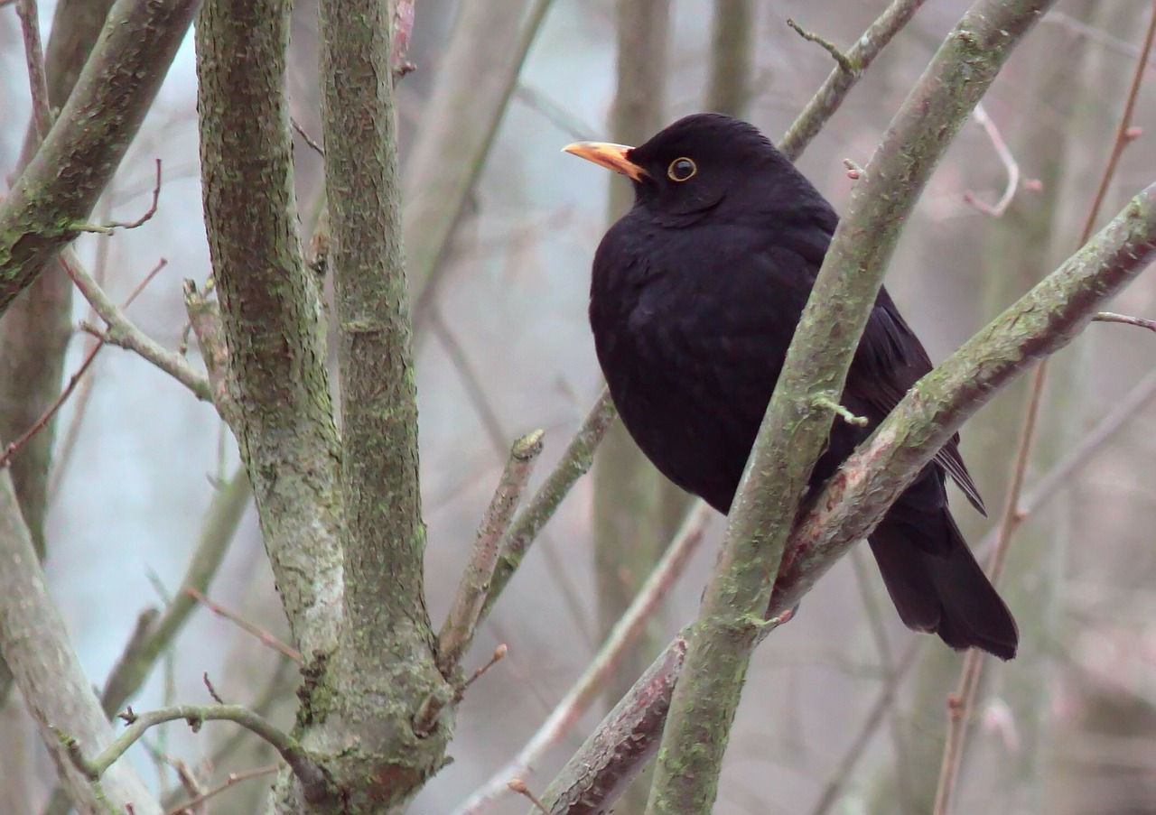 blackbird-265701_1280.jpg