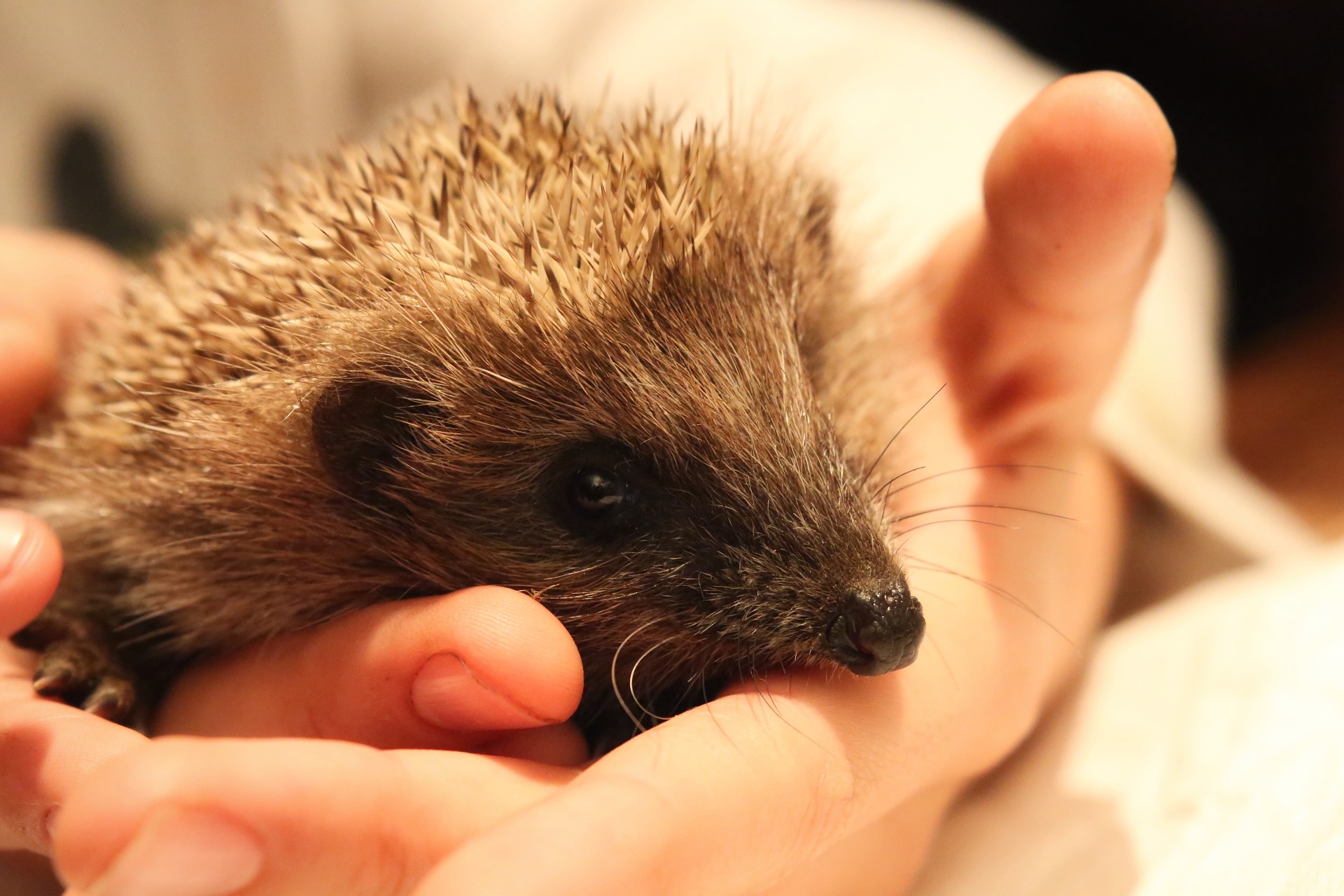 hedgehog-1007457_1920.jpg