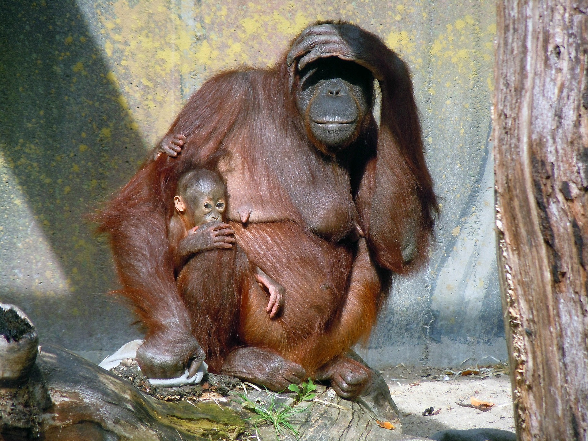 orang-utan-449561_1920.jpg