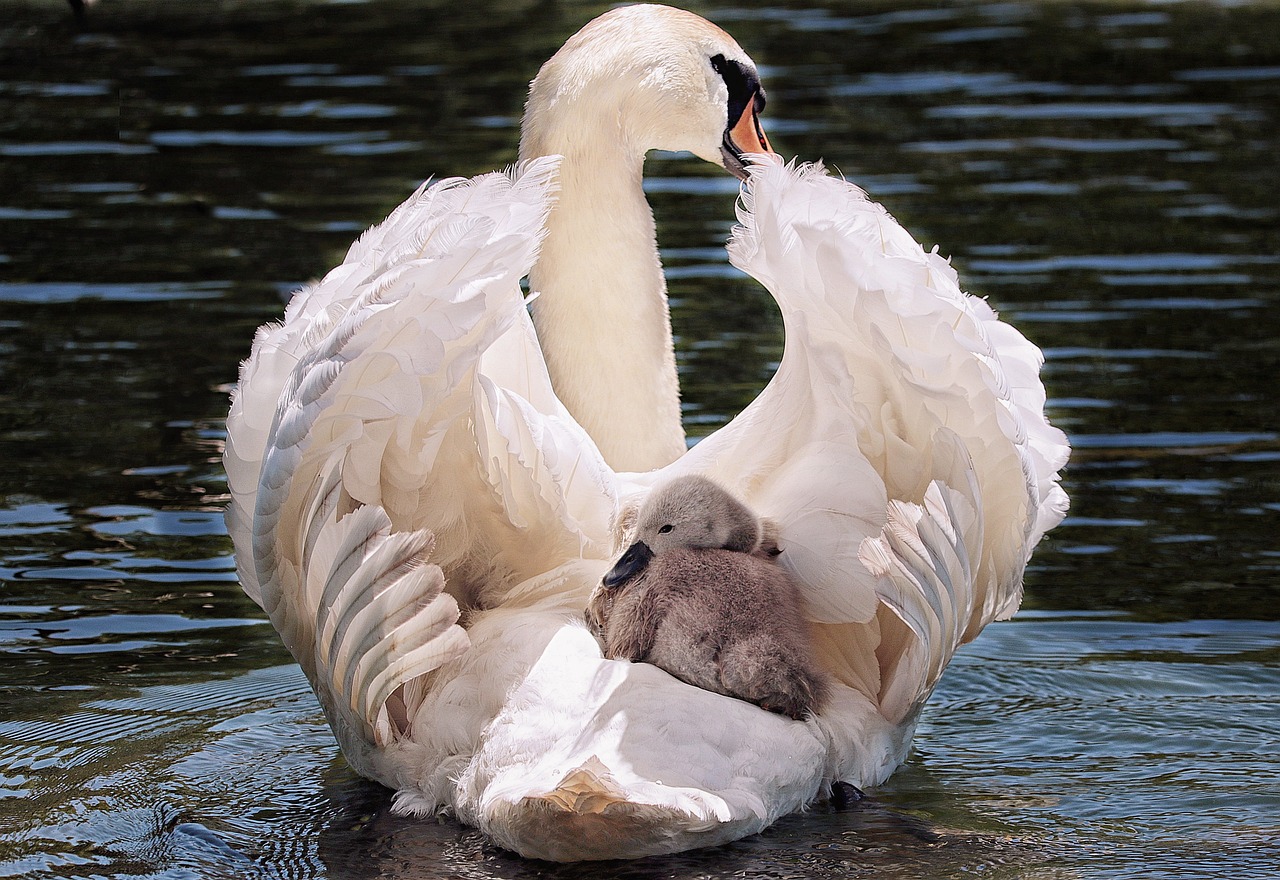 swan-4208564_1280.jpg