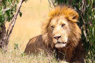 Felejthetetlen szafari a kenyai Masai Marán