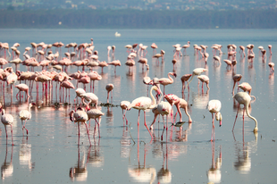 Flamingók és vízilovak nyomában Nakuru és Naivasha tavain