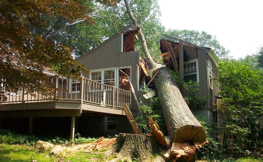 tree_vs_house.JPG