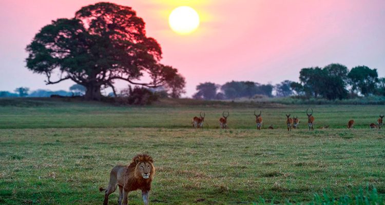 zambia.jpg