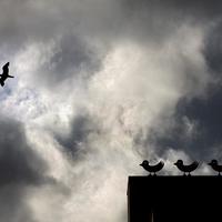 Gáti György A Lecke című fotójának története