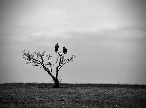 Magyar kiemeltek az iPhone Photography Awards 2025 pályázatán