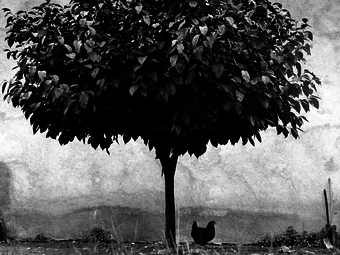 A HÉT FOTÓSA: Edouard Boubat - Válogatás egy francia fotóriporter világhírű felvételeiből