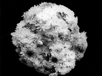 Válogatás Nobuyoshi Araki virágképeiből